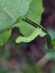 Chrysodeixis