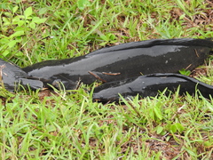 Clarias batrachus