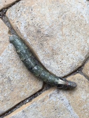 Madoryx oiclus