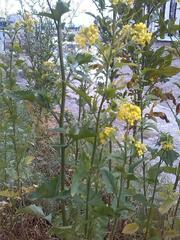 Brassicaceae