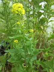 Brassicaceae