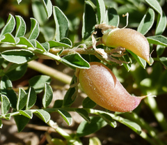 Astragalus tephrodes