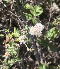Eriogonum parvifolium