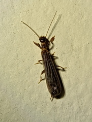 Embioptera