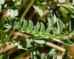 Astragalus tephrodes