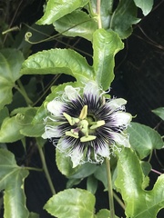 Passiflora edulis