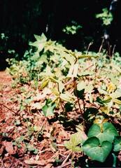 Prosartes smithii