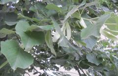 Tilia tomentosa