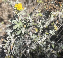 Eriophyllum staechadifolium