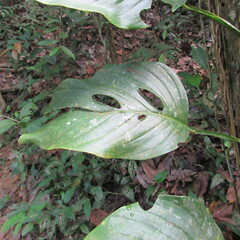 Monstera