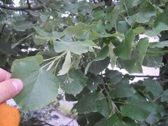 Tilia tomentosa