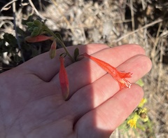 Epilobium canum