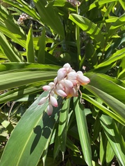 Alpinia