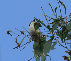 Melithreptus albogularis