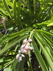 Alpinia