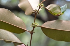 Chrysophyllum mexicanum
