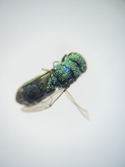 Caenochrysis