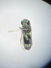 Caenochrysis