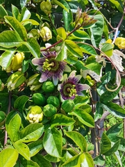 Passiflora alata × caerulea