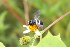 Megachile conjuncta
