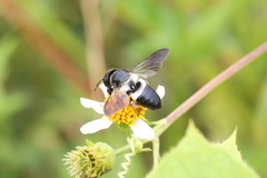Megachile conjuncta