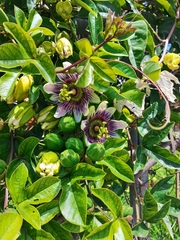 Passiflora alata × caerulea