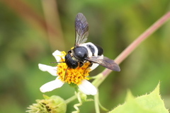 Megachile conjuncta