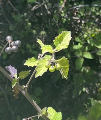 Solanum douglasii