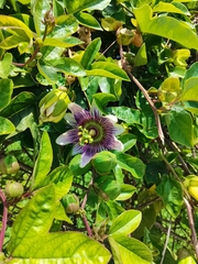 Passiflora alata × caerulea