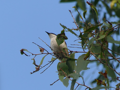 Melithreptus albogularis
