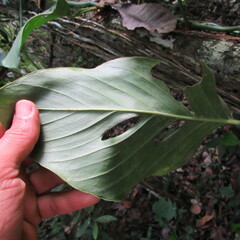 Monstera