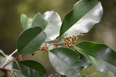 Chrysophyllum mexicanum