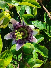 Passiflora alata × caerulea