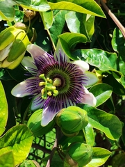 Passiflora alata × caerulea