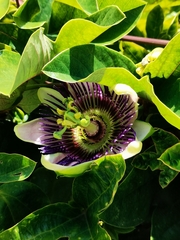 Passiflora alata × caerulea