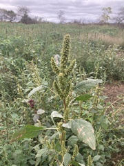 Amaranthus