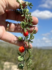 Ibervillea tenuisecta