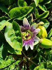 Passiflora alata × caerulea