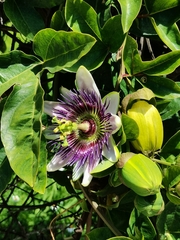 Passiflora alata × caerulea