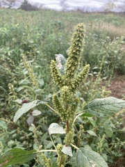 Amaranthus