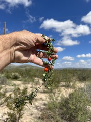 Ibervillea tenuisecta