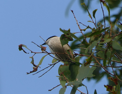 Melithreptus albogularis