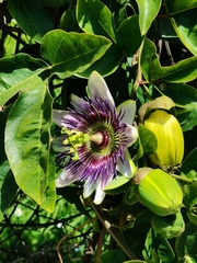 Passiflora alata × caerulea
