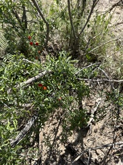 Ibervillea tenuisecta