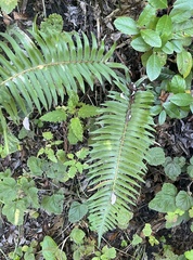 Polystichum munitum