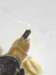 Agrilus celti