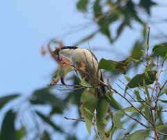 Melithreptus albogularis