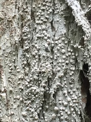 Lecanactis subfarinosa