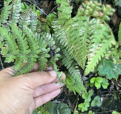 Dryopteris arguta