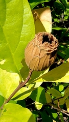 Calycanthus occidentalis